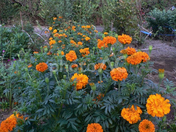 道草の花 秋,群生,鮮やかの写真素材