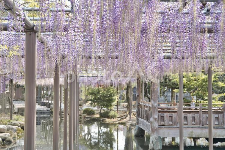 藤棚の下に広がる庭園① 藤,藤棚,日本庭園の写真素材