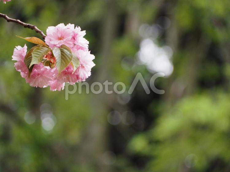 春の花　八重桜　関山① 桜,さくら,八重桜の写真素材