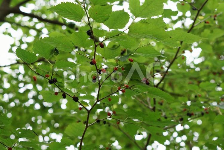 桑の木と実 桑,木,実の写真素材