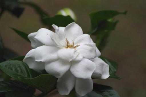 季節の花116 季節の花116の写真