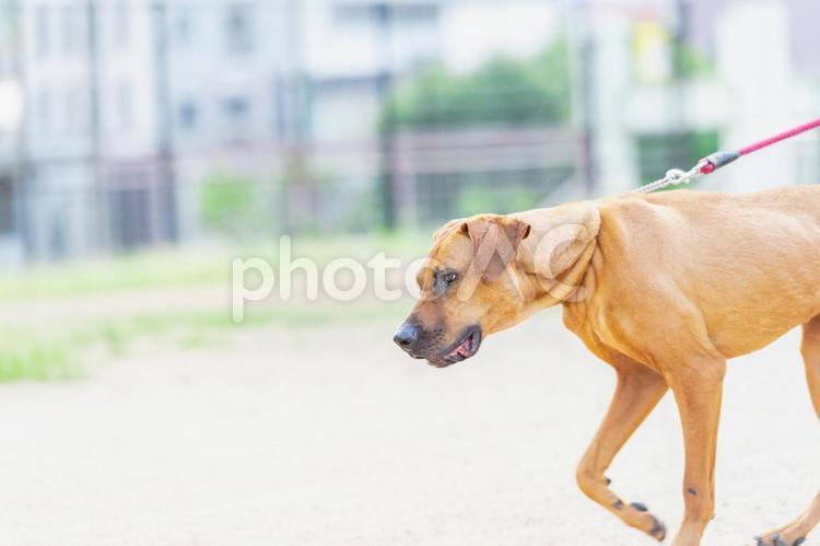 晴れた日に公園を散歩する犬 犬,ペット,動物の写真素材