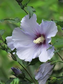 Photo, muggets, hibiscus, blue satin, 
