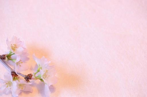 桜 桜の写真