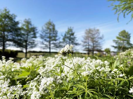 花畑に群生するクルマバソウの花 花畑に群生するクルマバソウの花の写真
