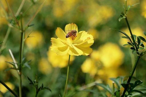 コスモス３５ コスモス,秋,かわいいの写真素材