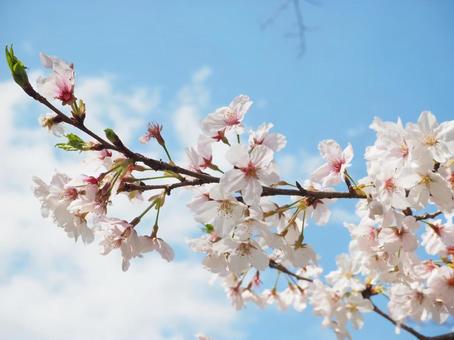 春晴れ 春晴れの写真
