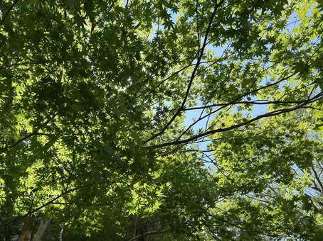 Photo, blue sky, sky, sunbeams leaves, 