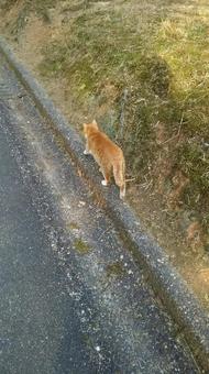 猫 猫の写真