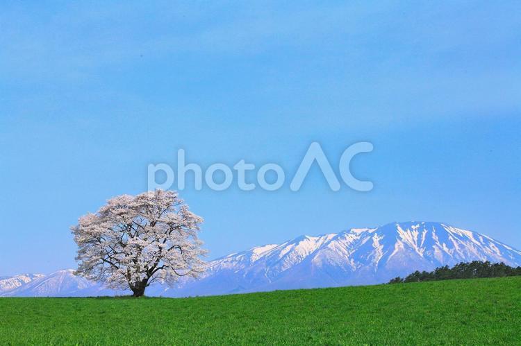 小岩井牧場の一本桜 桜,一本桜,春の写真素材