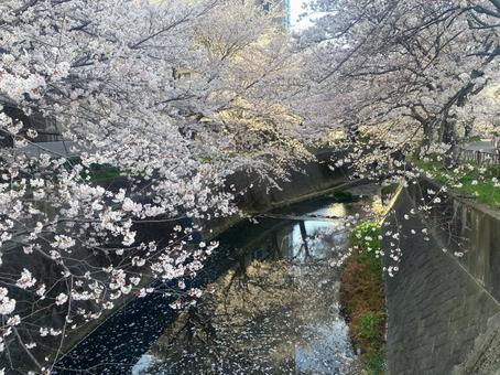 志井川の桜並木 志井川の桜並木 さくら,春,サクラの写真素材