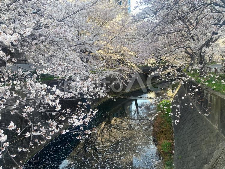 志井川の桜並木 さくら,春,サクラの写真素材