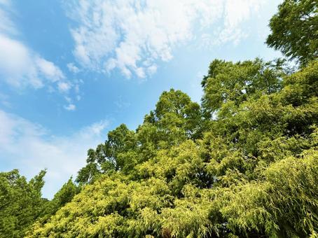 緑あふれる木々と爽やかな青空 空模様,空,雲の写真素材