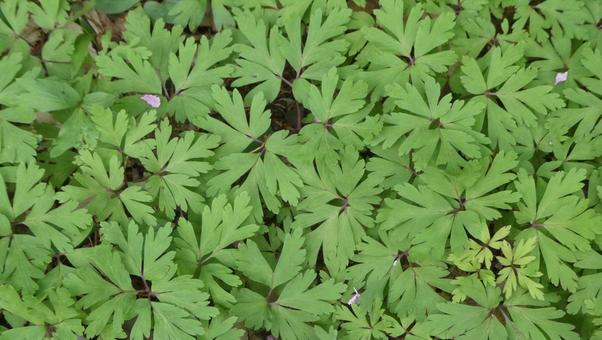 Fresh lily of the valley leaves, JPG