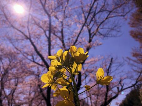 菜の花と桜 菜の花と桜の写真