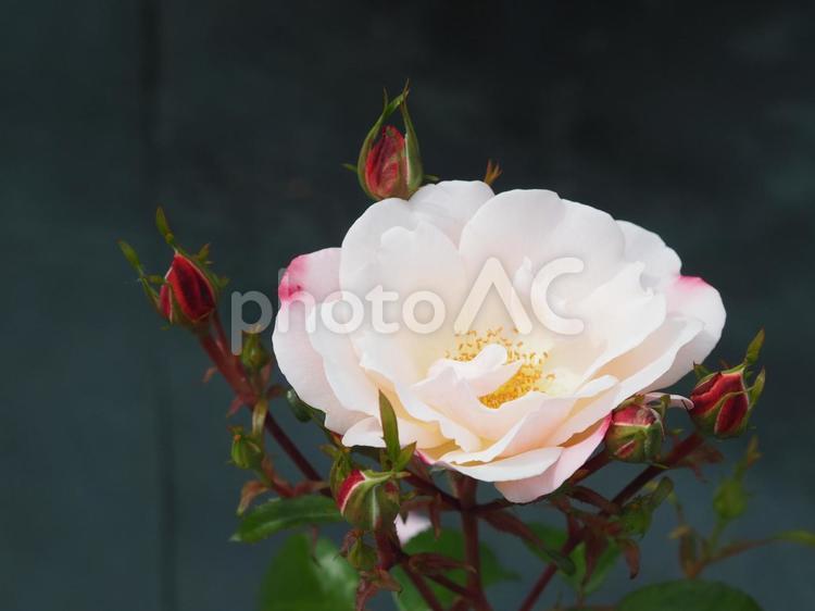 和ごころの感じる淡いピンクのバラの花 バラ,自然,美しいの写真素材