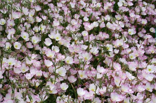 エノテラ・月見草　咲く風景 エノテラ,カップ状,明るいの写真素材