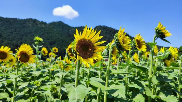 夏を抱きしめる花畑 夏を抱きしめる花畑の写真