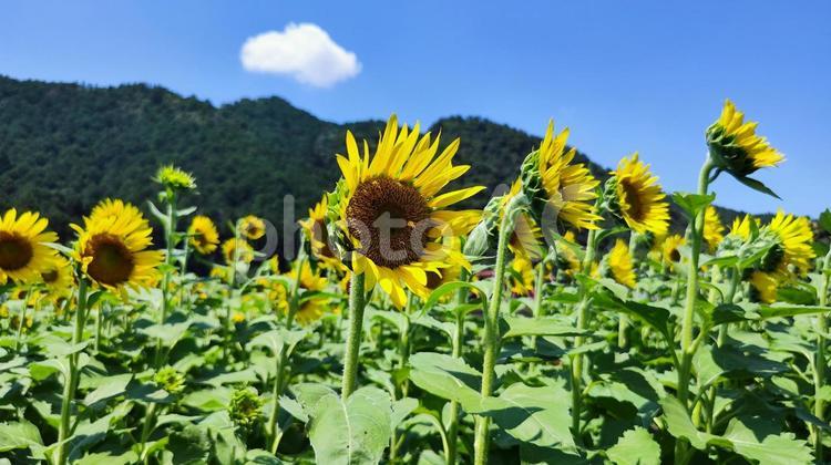 夏を抱きしめる花畑 ひまわり,洲原ひまわりの里,黄金色の花畑の写真素材