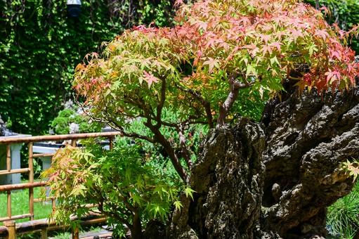 蘇州・留園 蘇州・留園の写真