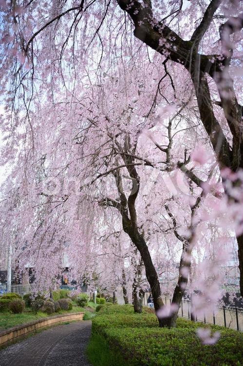 枝垂れ桜 並木道,桜並木,枝垂れ桜の写真素材