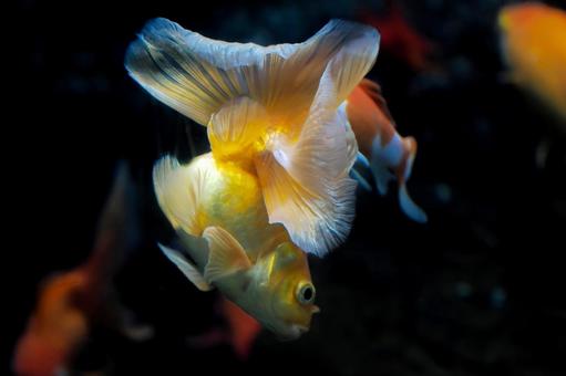 踊る金魚 踊る金魚 金魚,魚,リュウキンの写真素材