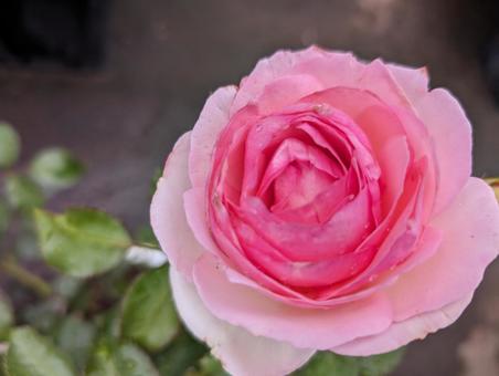上向きの八重バラ 上向きの八重バラ 薔薇,バラ,ピンク色の写真素材