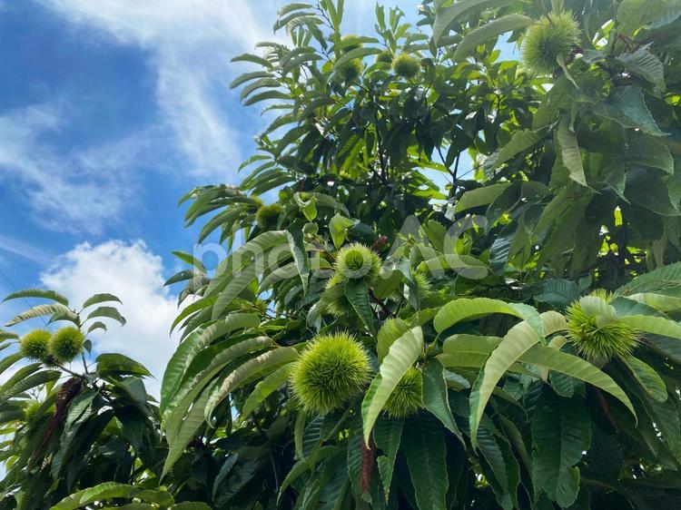 大きな栗の木の下から 栗,青空,夏の写真素材