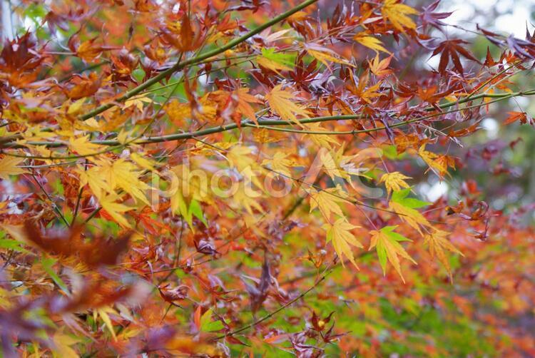 樹木_森林・紅葉_91 背景,テクスチャ,秋の写真素材