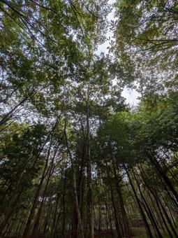 森から見る空 森から見る空 深い森,森林,キャンプの写真素材