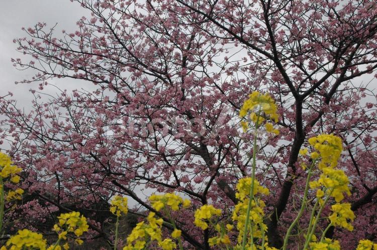 啓蟄過ぎの静岡県河津町の河津桜と菜の花 河津桜,さくら,ピンクの花の写真素材