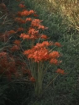 奈良の御所で彼岸花 奈良の御所で彼岸花の写真