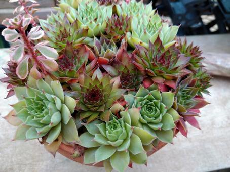 多肉植物 多肉植物の写真