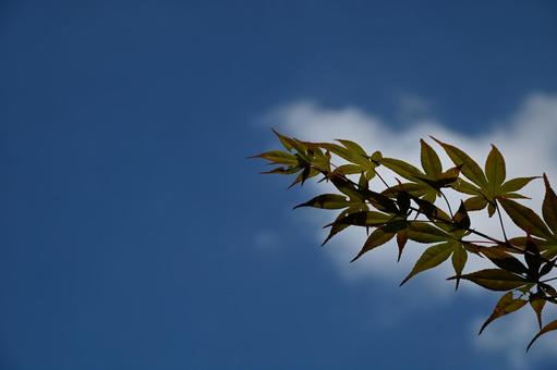 青空 青空の写真