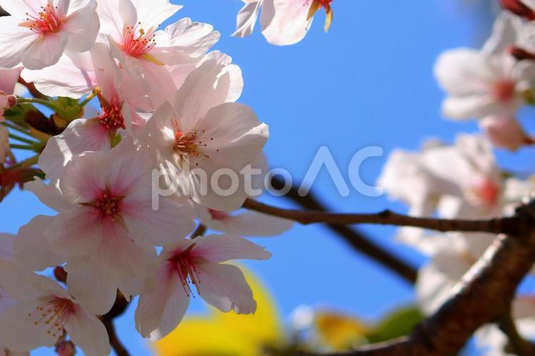 桜　春の風景 桜,春,花の写真素材