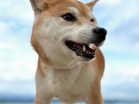 海で遊ぶのが楽しい柴犬 柴犬,女の子,かわいいの写真素材