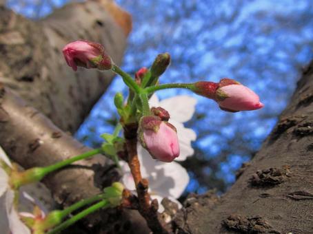 桜と青空Cherry Blossoms 桜と青空Cherry Blossomsの写真