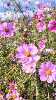 コスモス コスモス,自然,ピンク色の写真素材