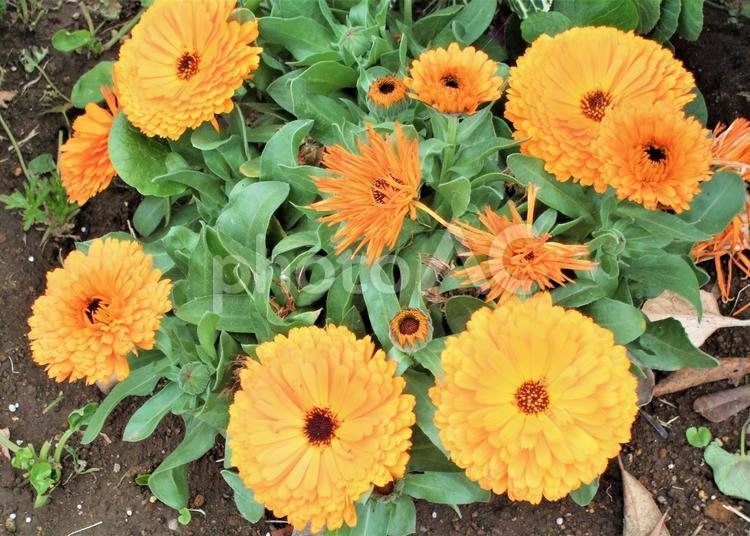 黄色い花　キンセンカ キンセンカ,黄色い花,花の写真素材