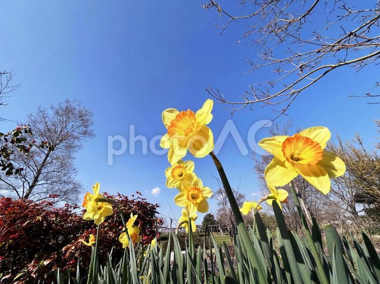 陽を浴びる黄色のスイセン スイセン,花びら,花の写真素材
