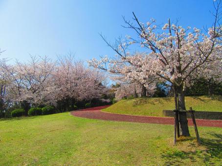 スポーツ公園の桜 桜,花,木の写真素材