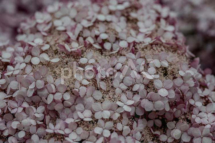 指扇駅周辺の景色 アジサイ,紫陽花,花の写真素材