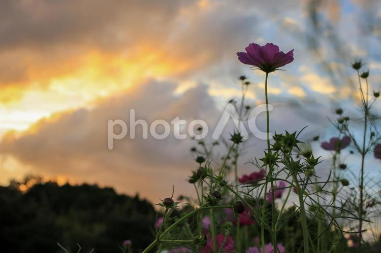 愛媛県大洲市　フラワーパークのコスモス畑 フラワーパーク,夕暮れ,夕焼けの写真素材