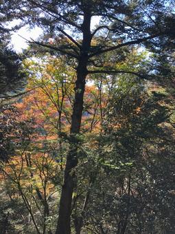 Photo, japan, natural, landscape, 