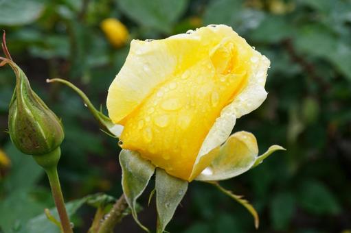 雨に濡れたバラ(ドフトゴールド)01 雨に濡れたバラ(ドフトゴールド)01 バラ,薔薇,春バラの写真素材