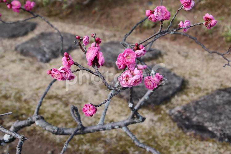 駿府城公園の八重咲き紅梅 梅の花,新春,梅の写真素材