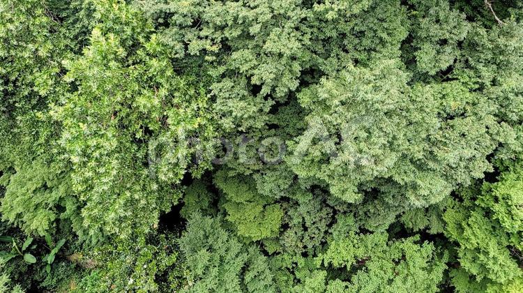 上空からみた森林 森林,山林,密集の写真素材