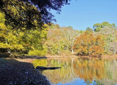秋の映り込み　一碧湖 映り込み,反射,紅葉の写真素材