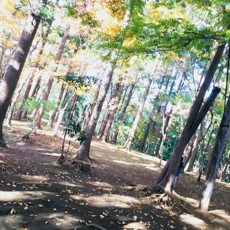 森林浴 自然,葉,木の写真素材