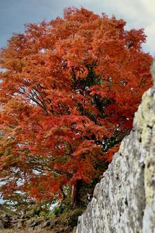 大分県竹田市_岡城址_石垣_秋 大分県竹田市_岡城址_石垣_秋の写真